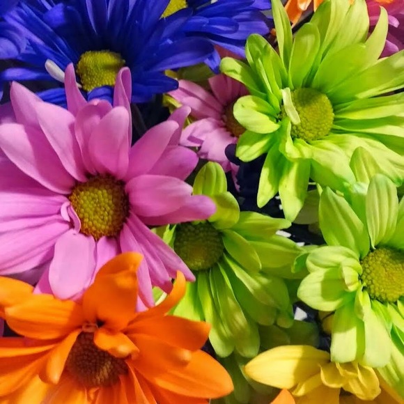 Meet your Posher, Sherry - Picture 1 of 1